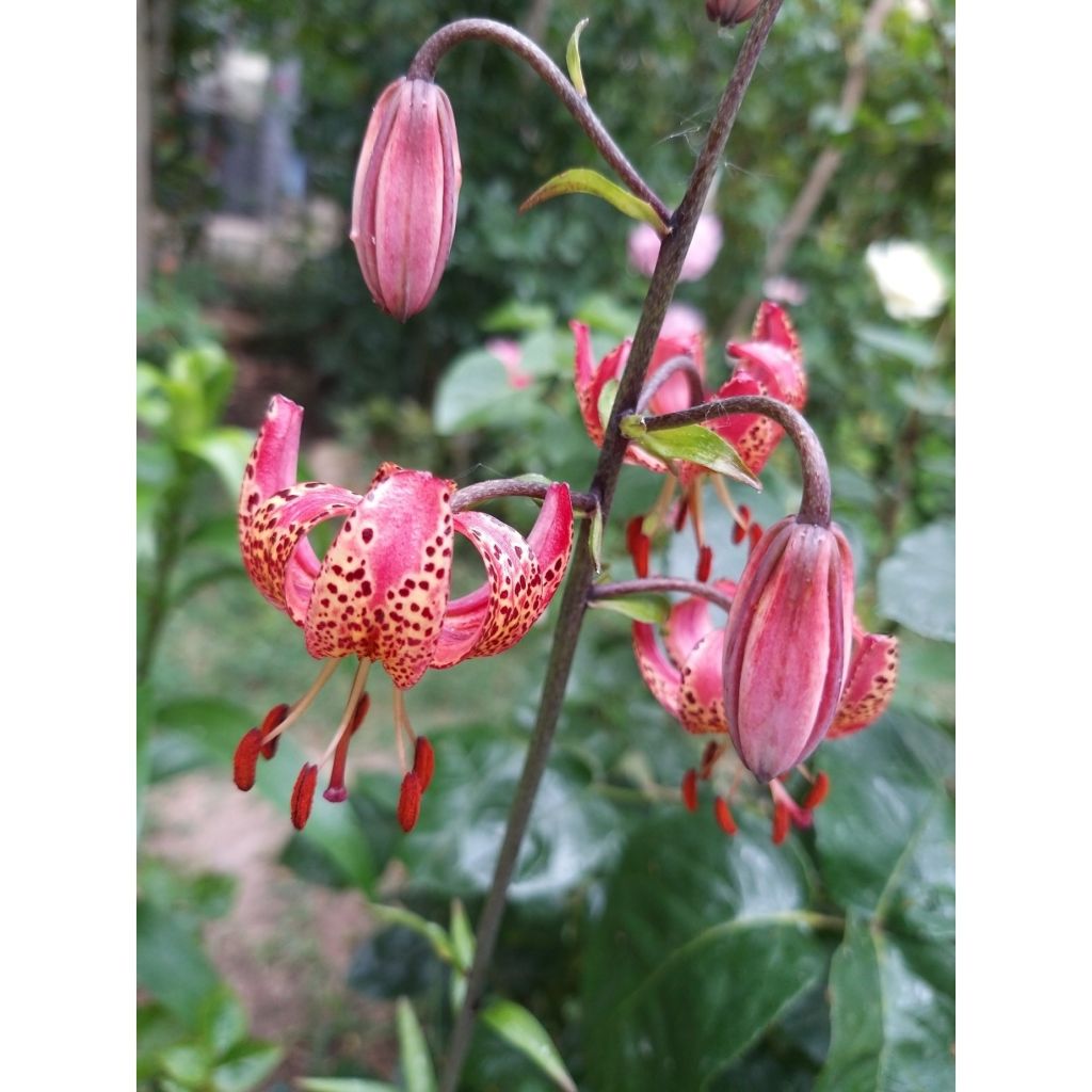 Lírio martagão Manitoba Morning