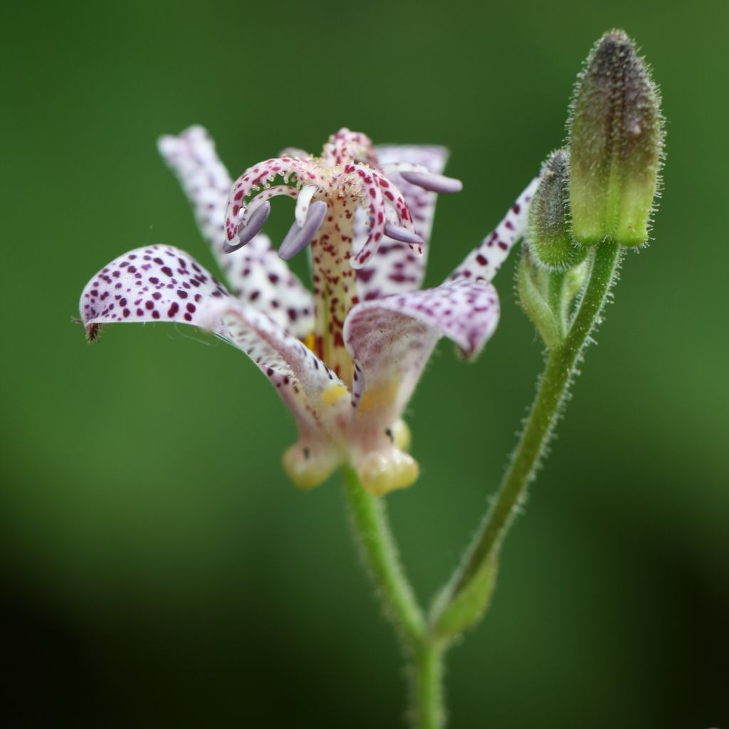 Tricyrtis hirta
