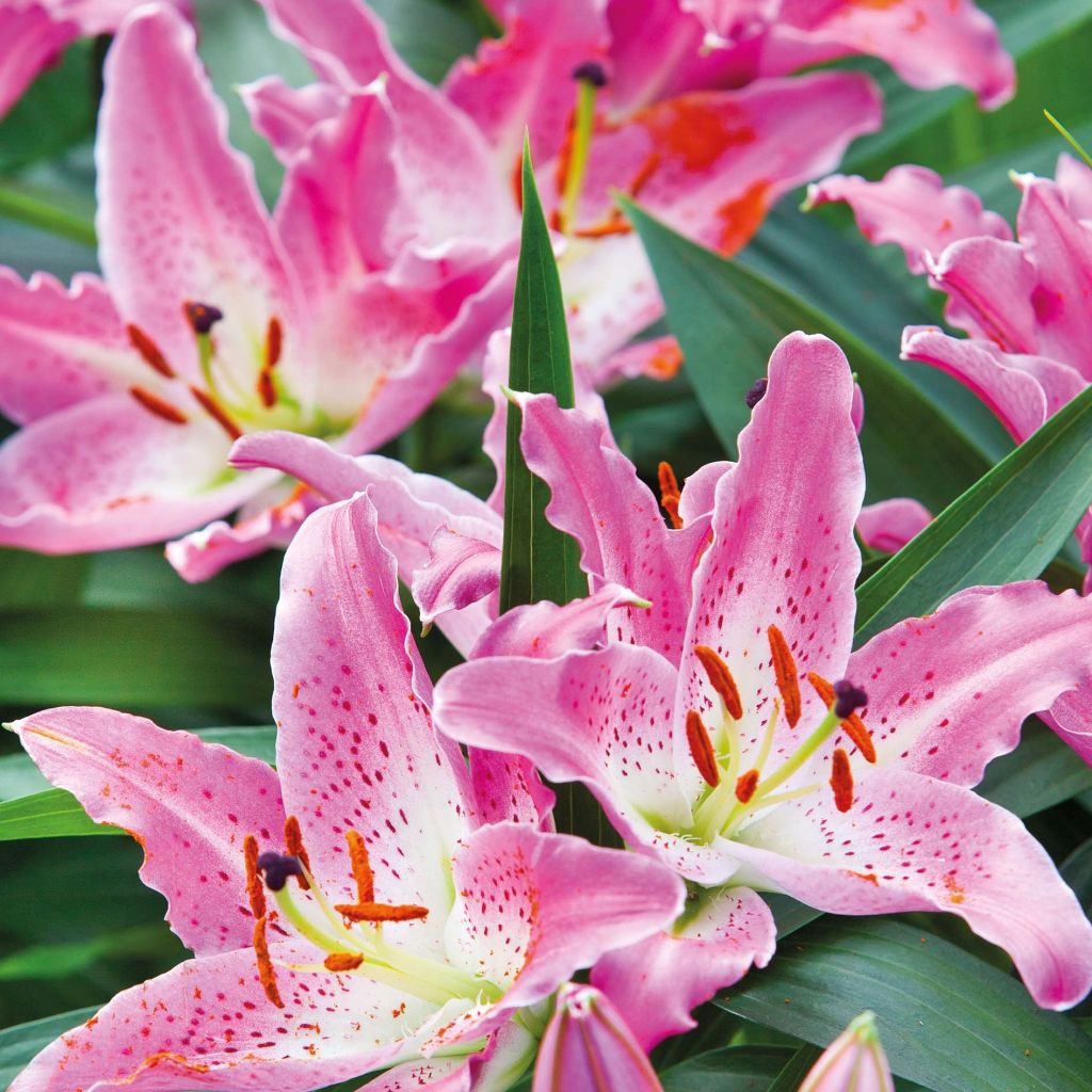 Lírio oriental Josephine