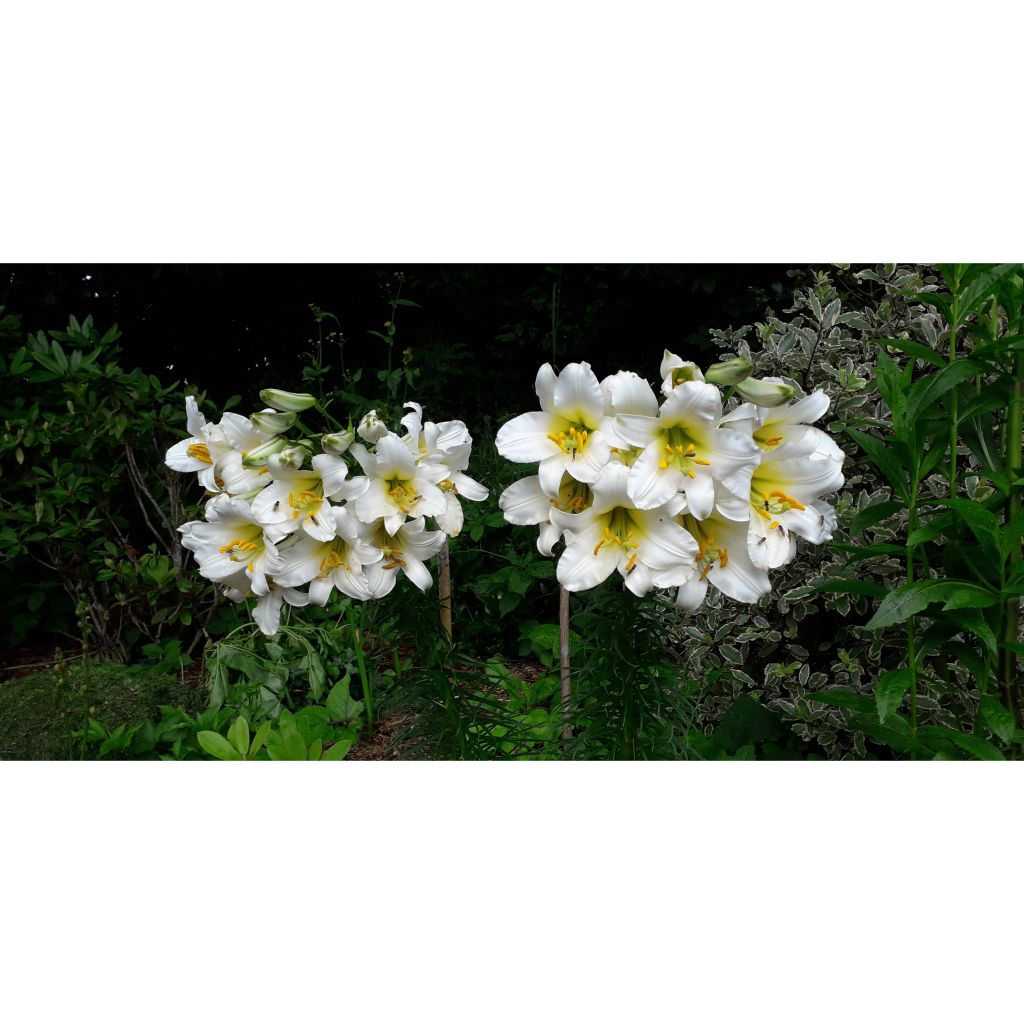 Lírio-real - Lilium regale