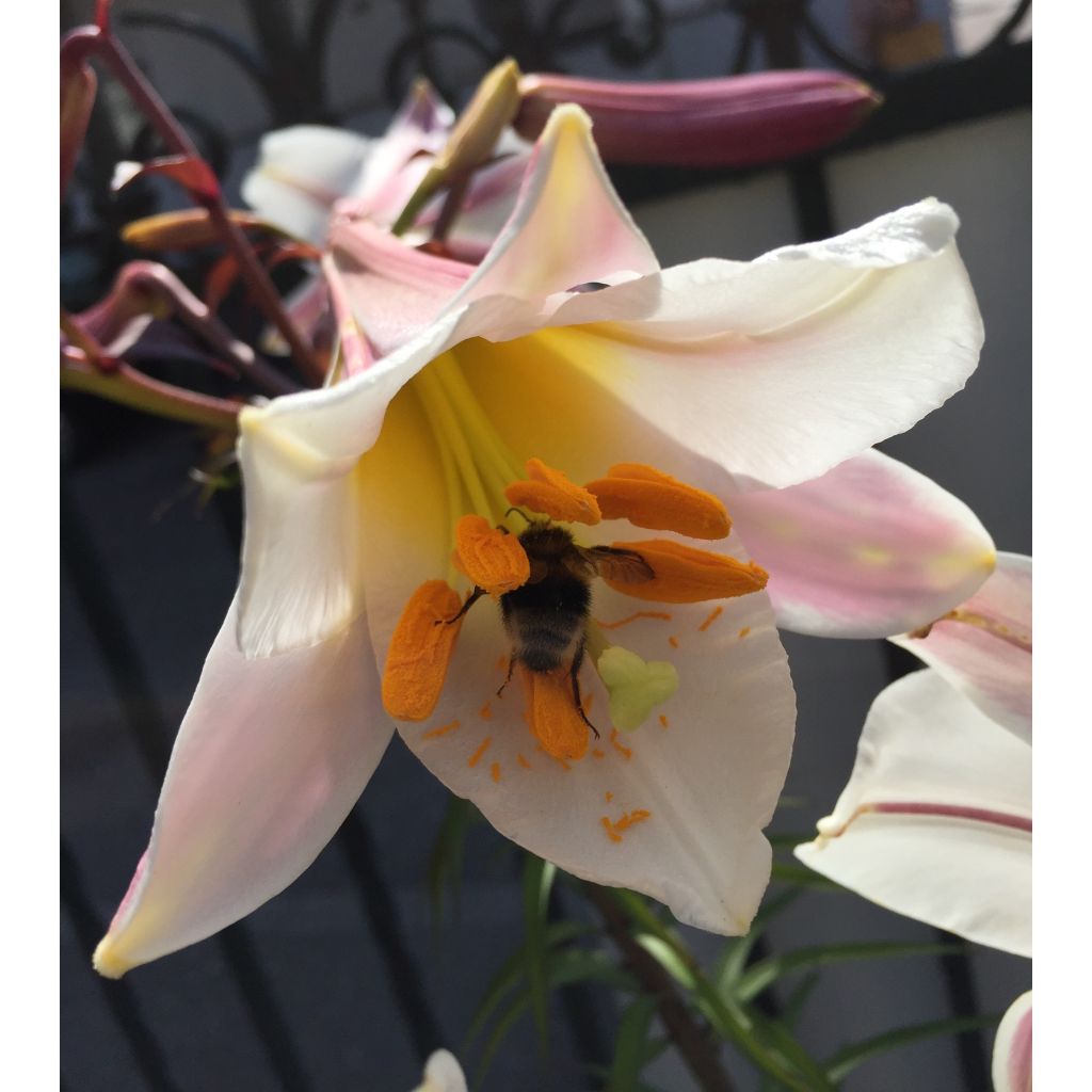 Lírio-real - Lilium regale