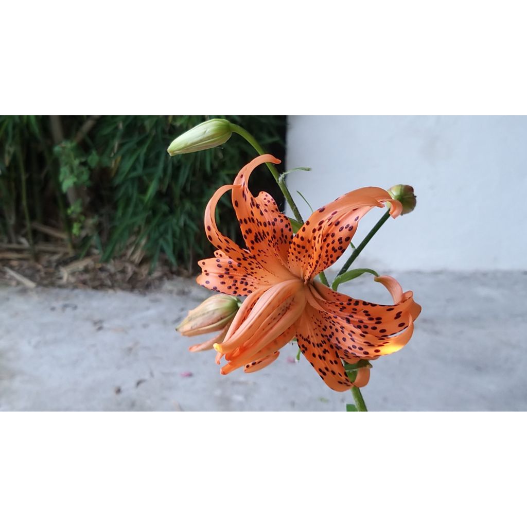 Lírio-tigre Flore Pleno - Lilium lancifolium