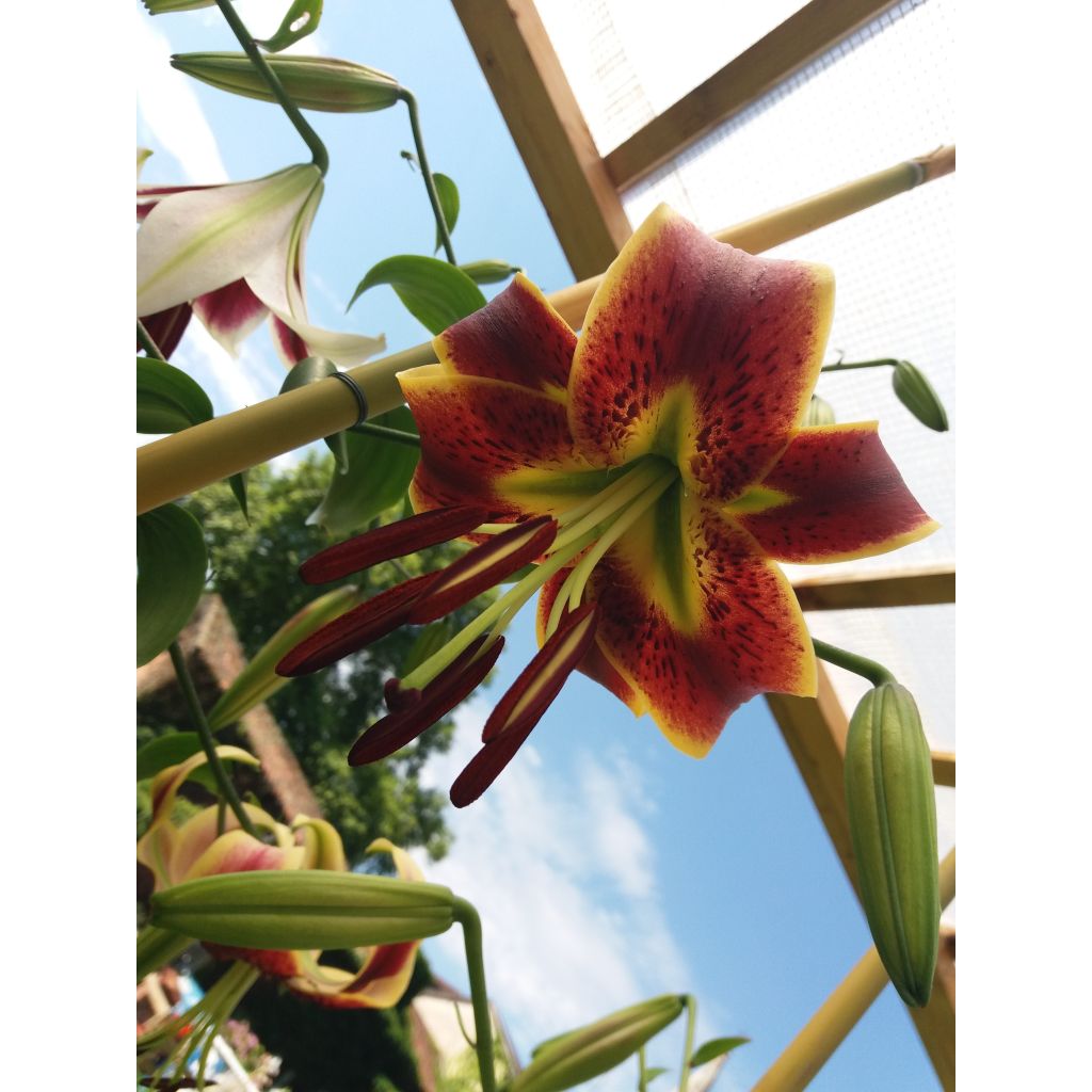 Lírio oriental Scheherazade