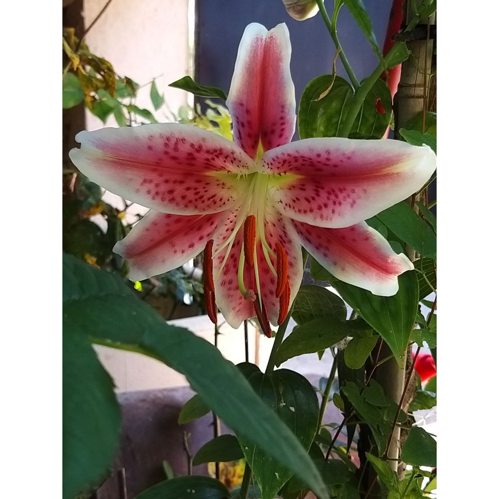 Lírio oriental Stargazer