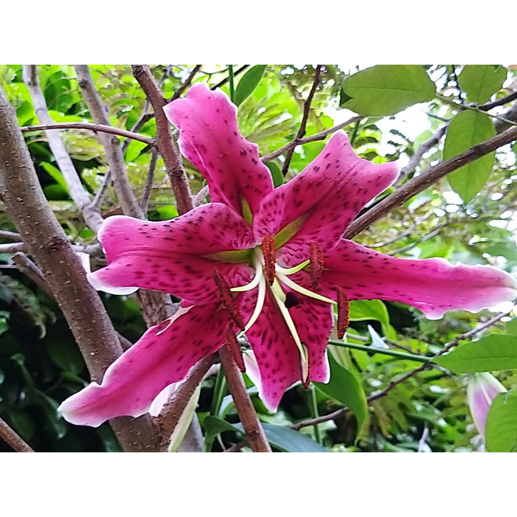 Lírio oriental Stargazer