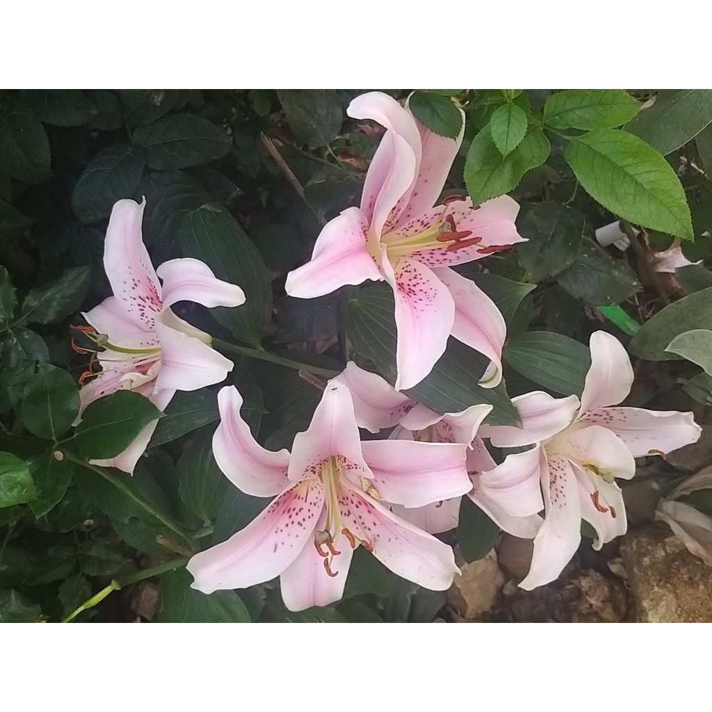 Lírio oriental Mona Lisa