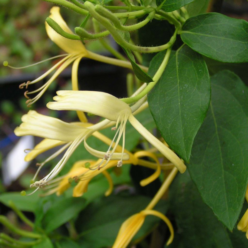 Lonicera similis var. delavayi