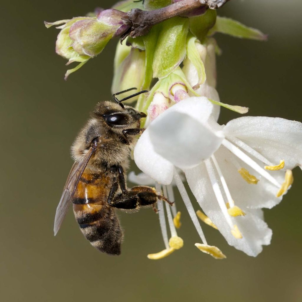 Lonicera fragrantissima