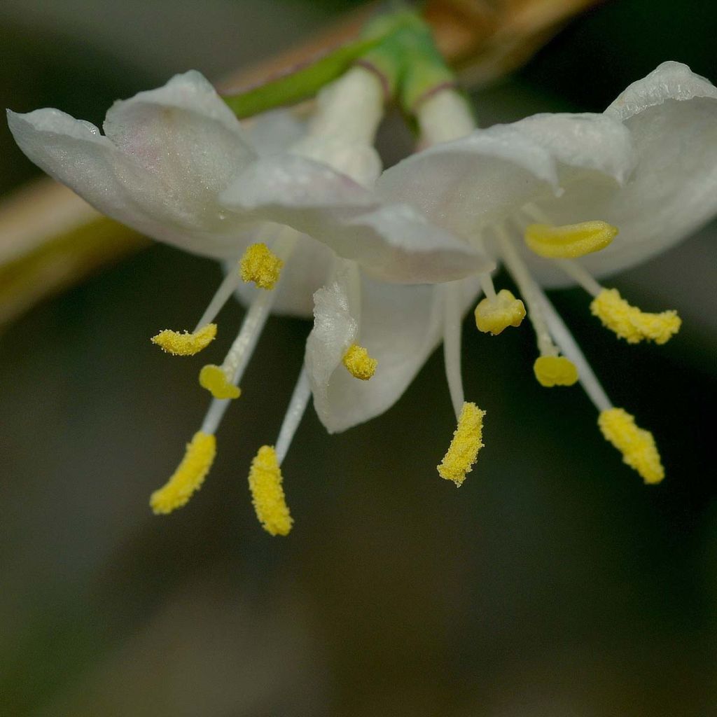 Lonicera fragrantissima