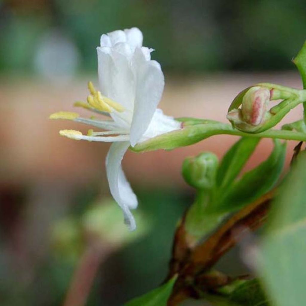 Lonicera fragrantissima