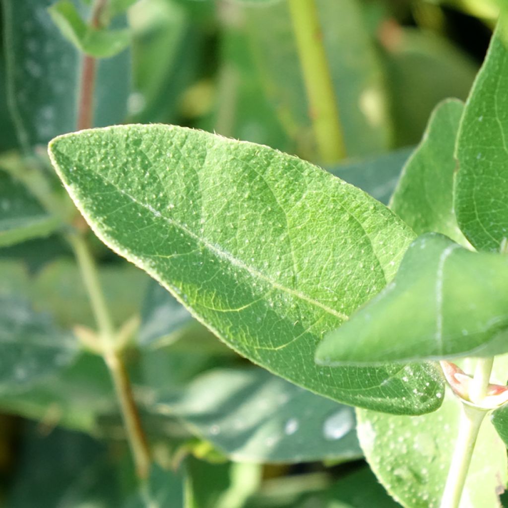 Lonicera kamtschatica Kalinka