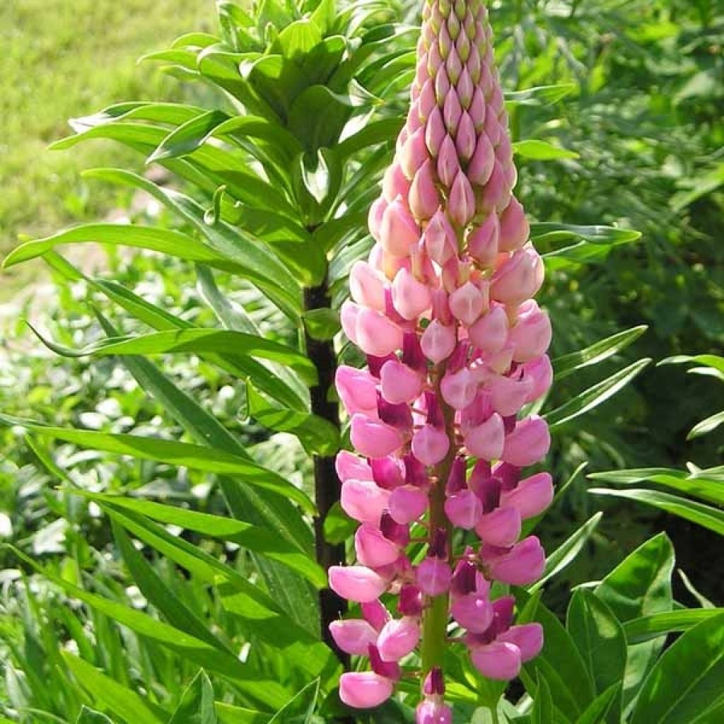 Lupinus The Châtelaine