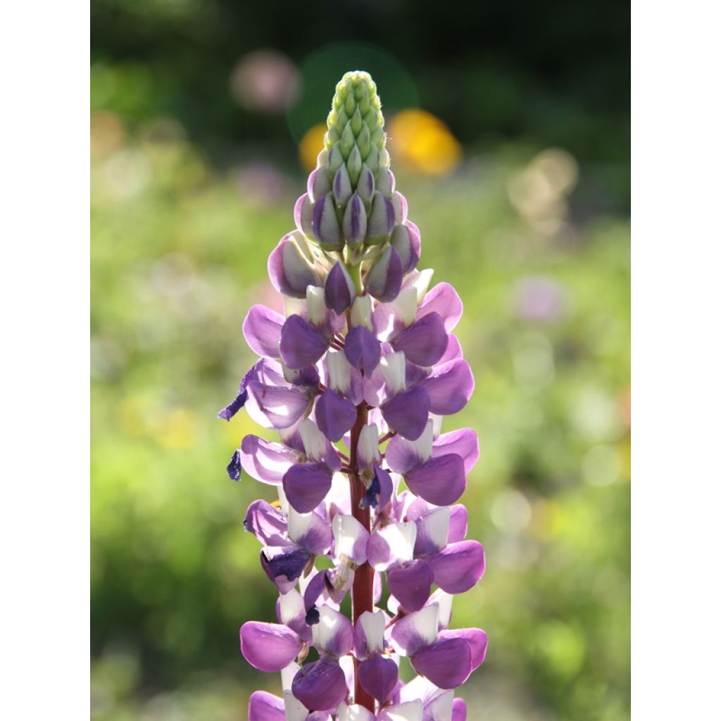 Lupinus The Governor