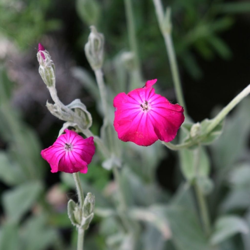 Lychnis coronaria