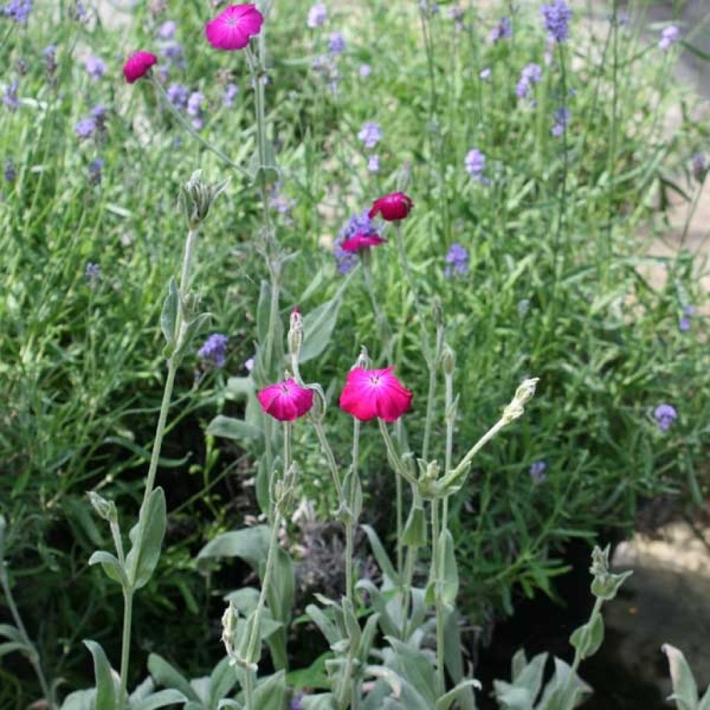 Lychnis coronaria