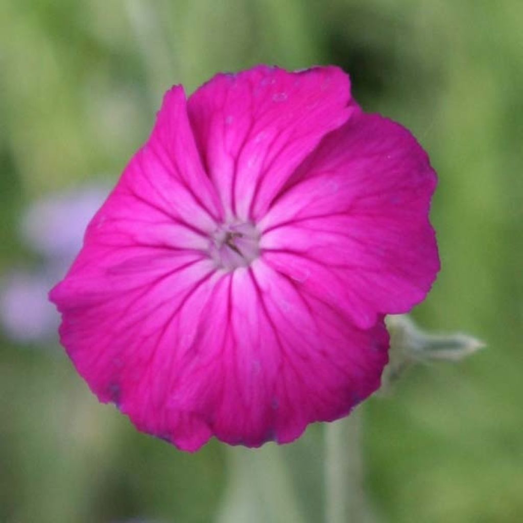 Lychnis coronaria