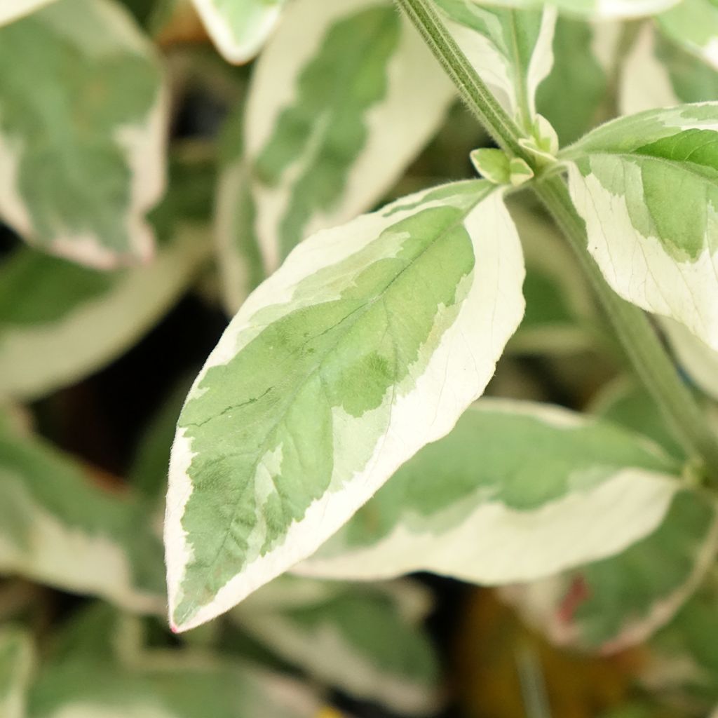 Lysimachia punctata Variegata