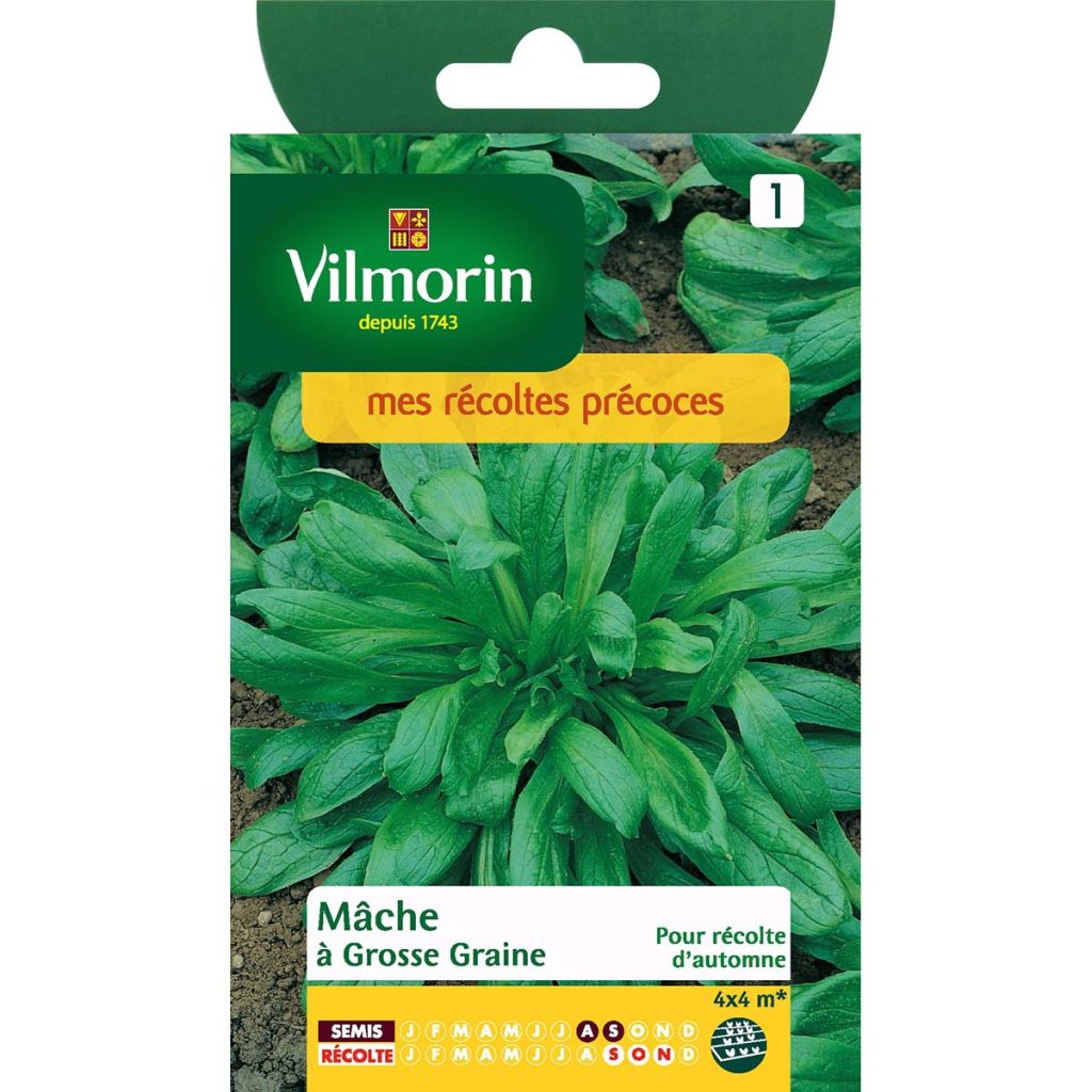 Canónigos Grão grosso Vilmorin - Alface-da terra