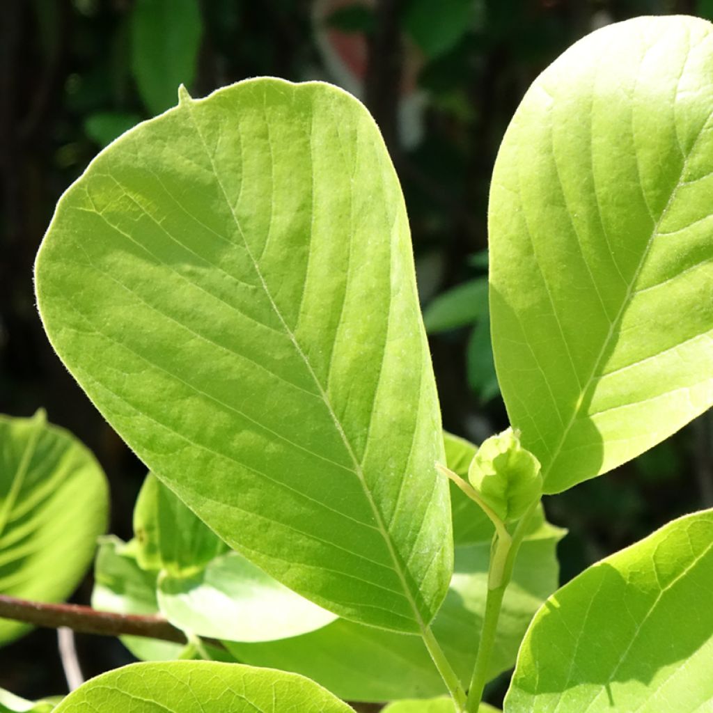 Magnolia denudata Double Diamond