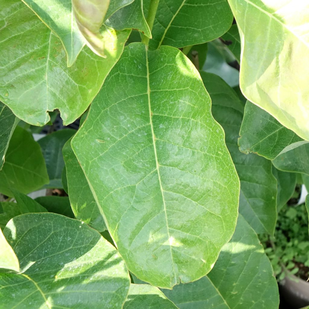 Magnolia soulangeana Meganolia