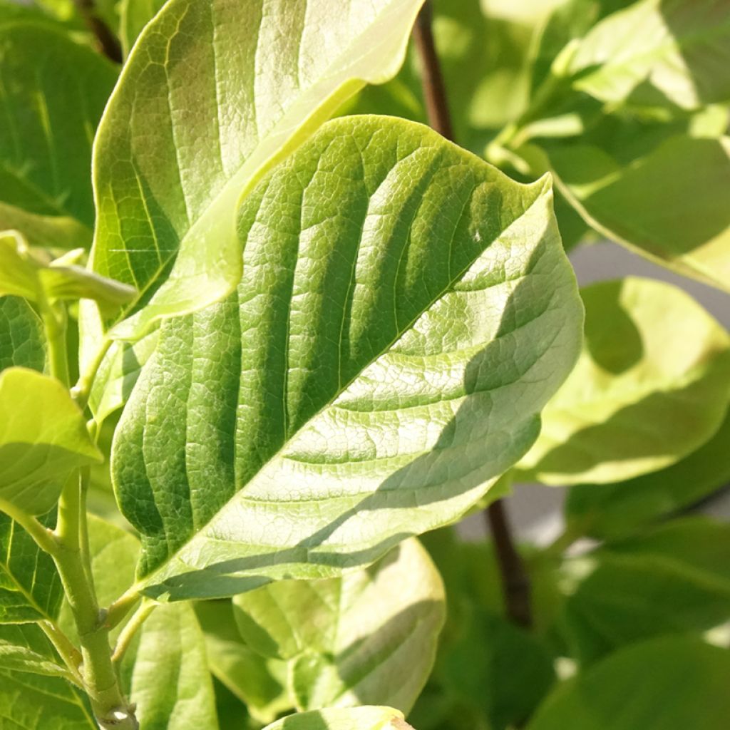 Magnolia soulangeana Satisfaction