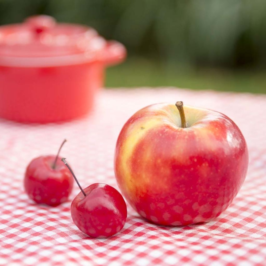 Malus transitoria Appletini - Macieira ornamental