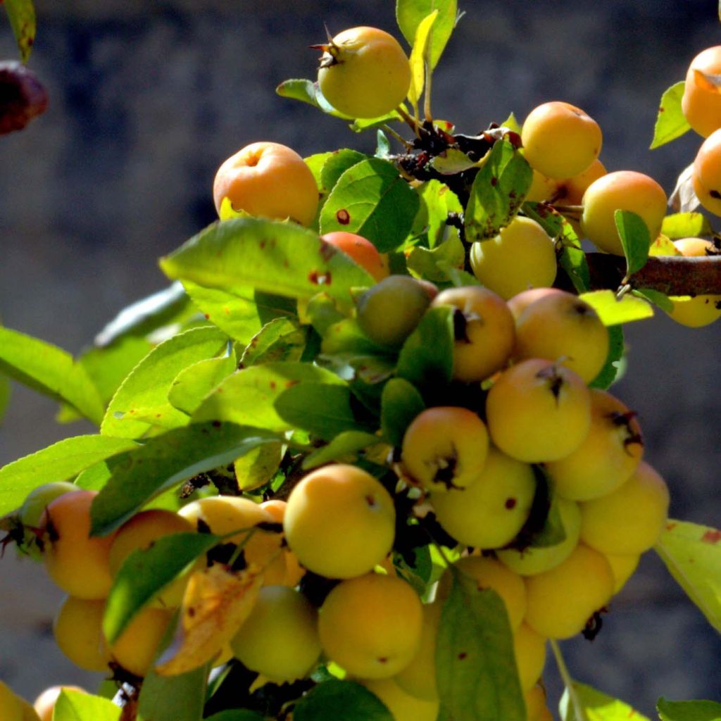 Malus Golden Hornet