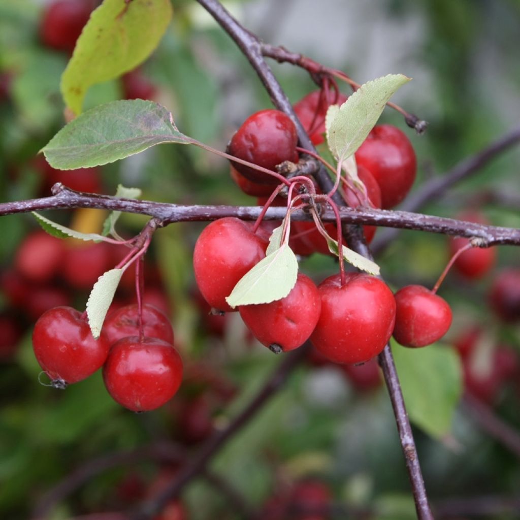 Malus Red Sentinel