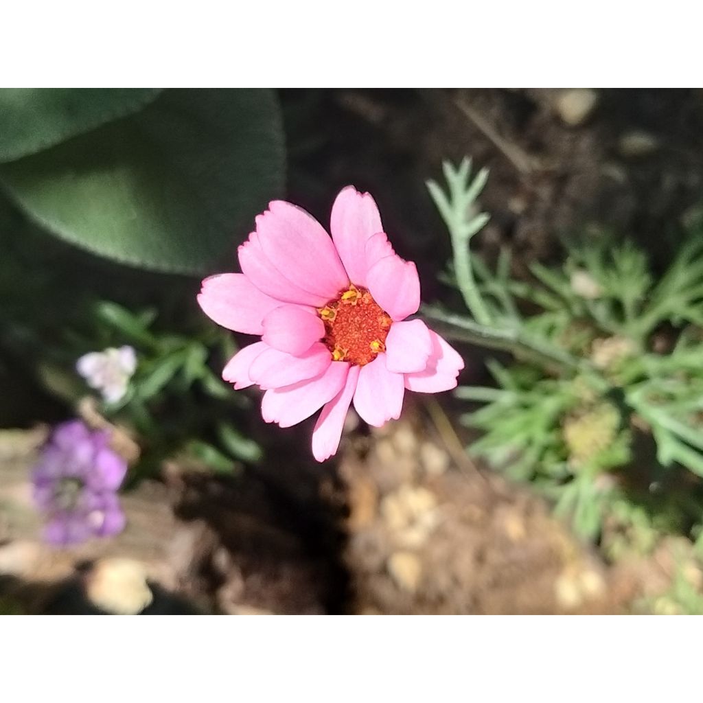 Rhodanthemum African Rose