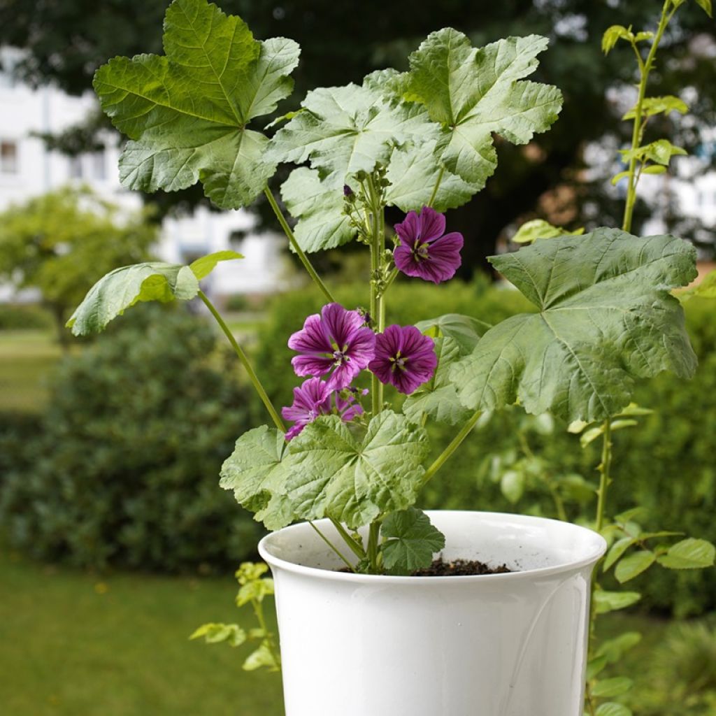 Malva silvestre Mauritiana em sementes