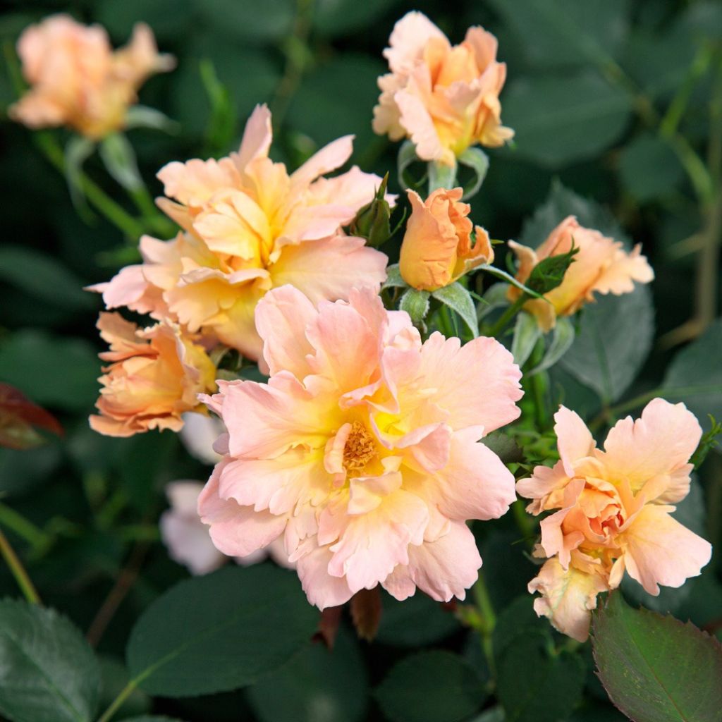 Roseira floribunda Flame Origami