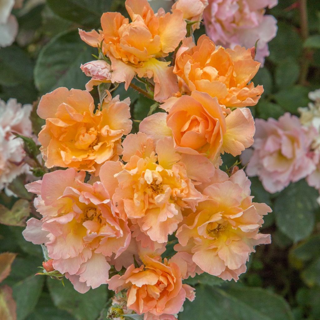 Roseira floribunda Flame Origami