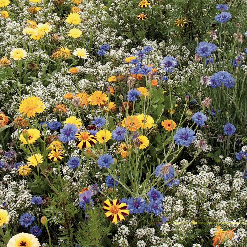 Mistura de flores para favorecer insectos auxiliares