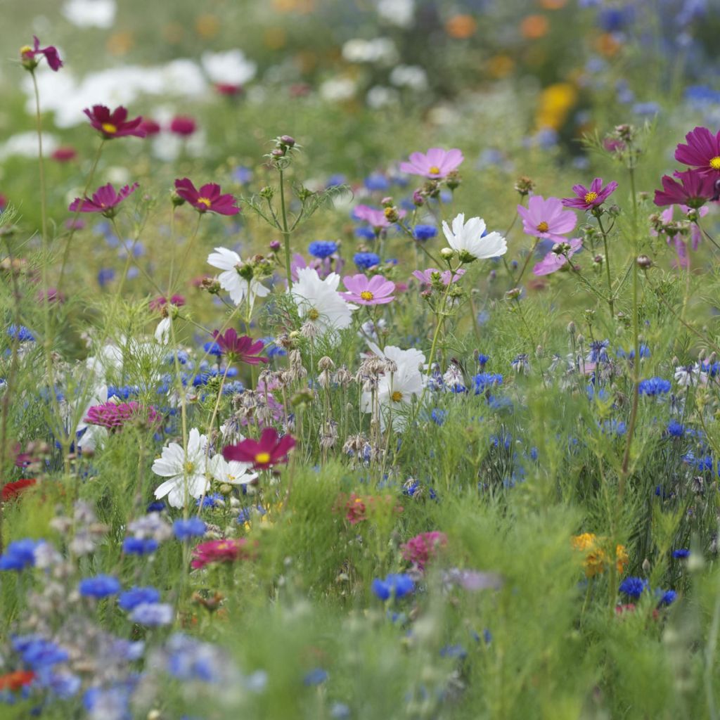 Mistura Colheita de Verão a semear