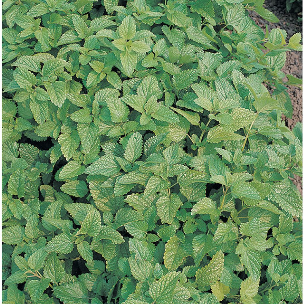 Erva-cidreira Bio - Melissa officinalis