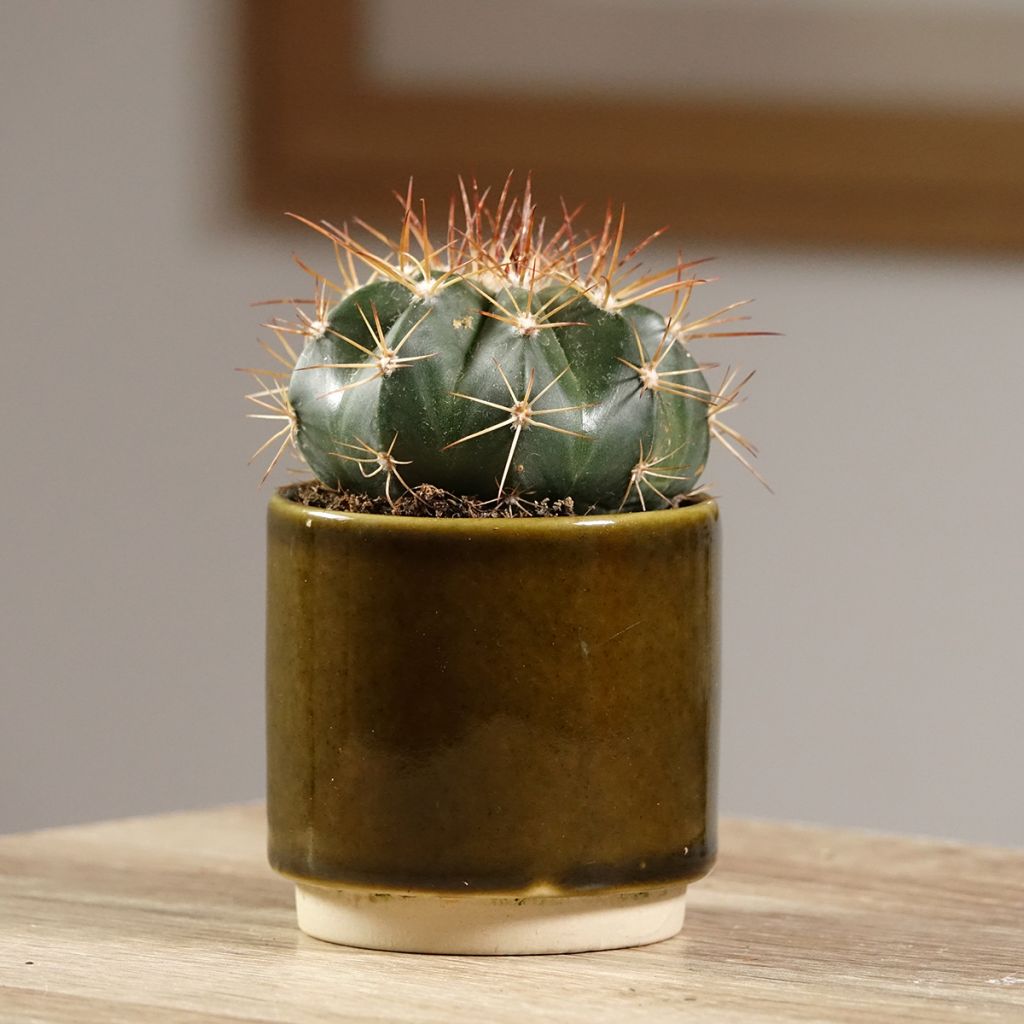 Melocactus azureus - Cactus melon