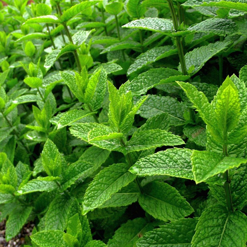 Hortelã-pimenta - Mentha piperata plantas jovens biológicas