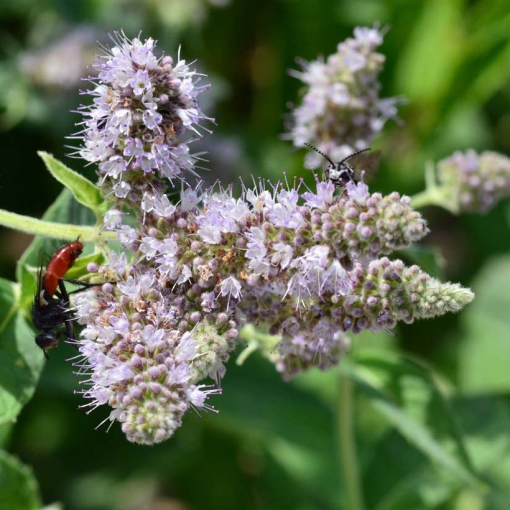 Hortelã buddleia - Mentha longifolia Buddleja