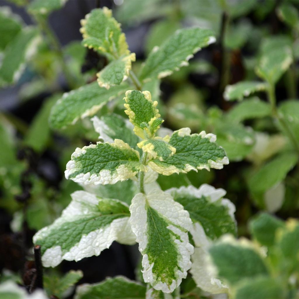 Hortelã-brava-variegada - Mentha suaveolens Variegata