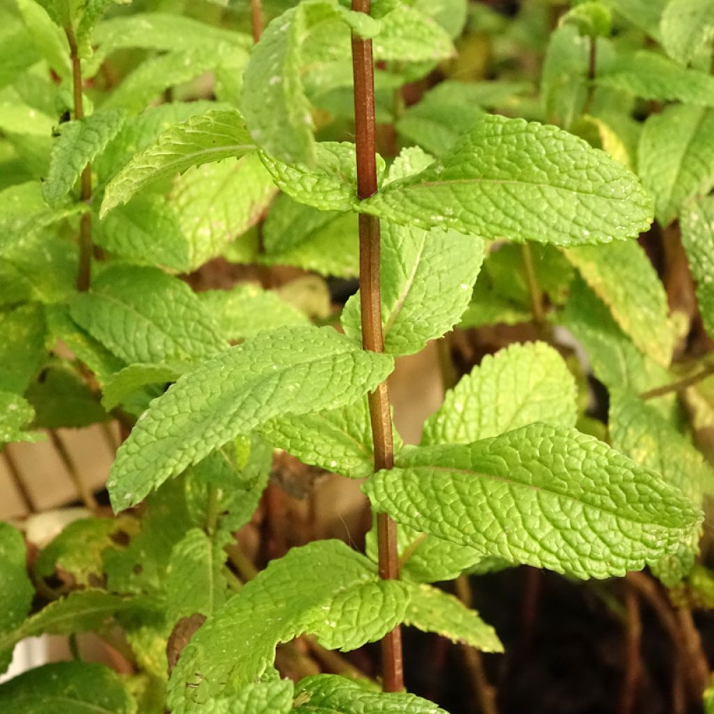 Hortelã verde - Mentha spicata Bio plantas jovens