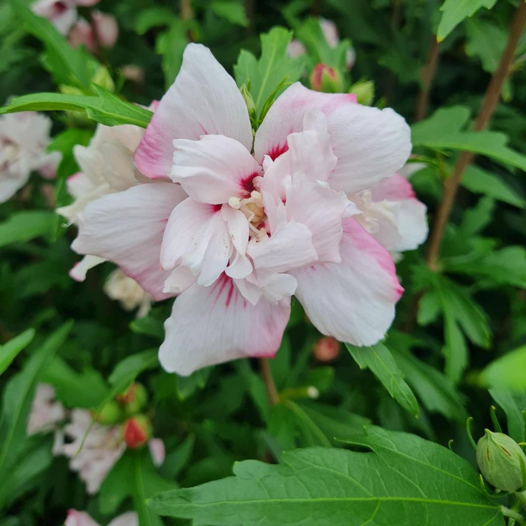 Hibisco-da-síria Leopoldii - Hibiscus syriacus