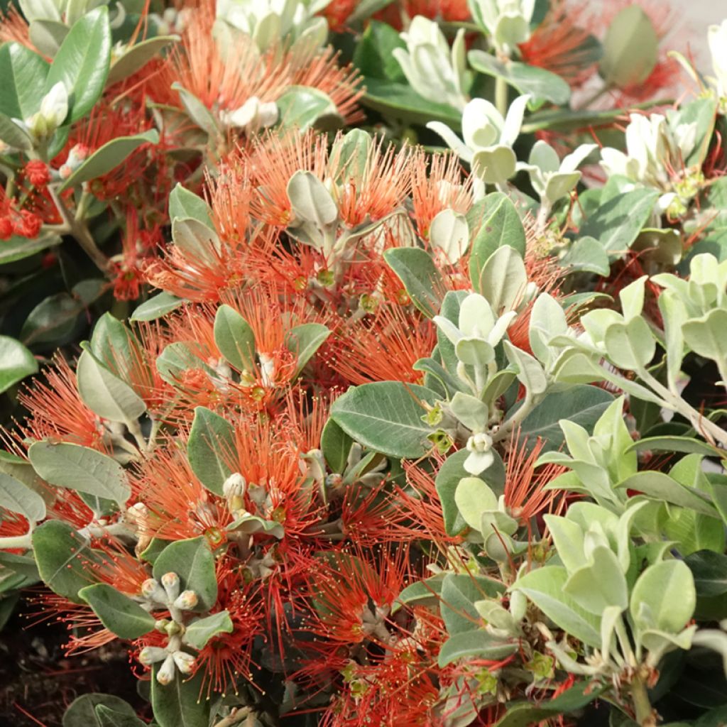 Metrosideros × thomasii