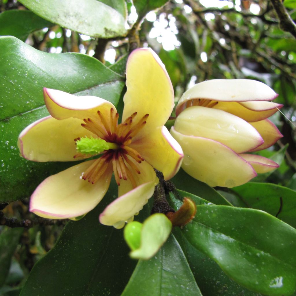 Magnolia figo - Magnólia-banana