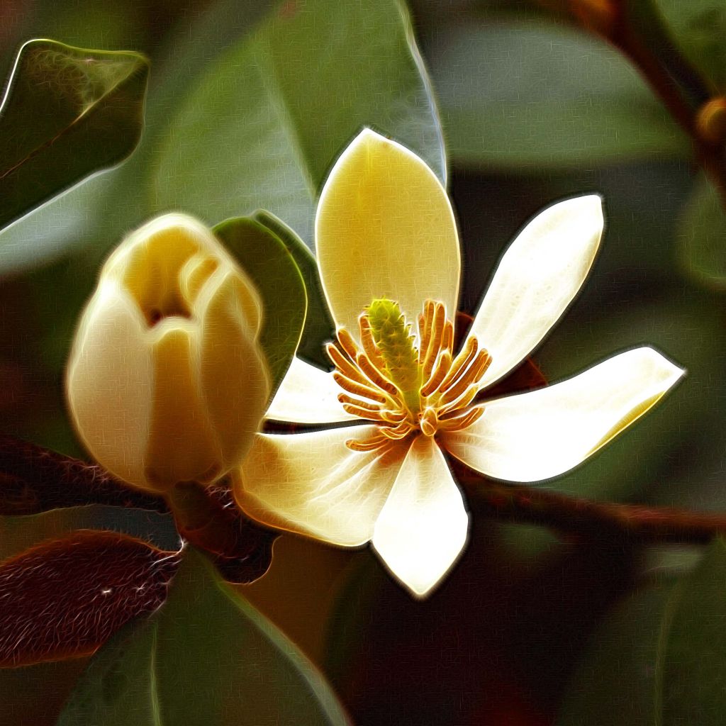 Magnolia figo - Magnólia-banana