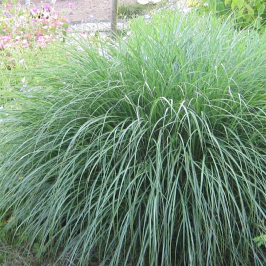 Erva-zebra Adagio - Miscanthus sinensis