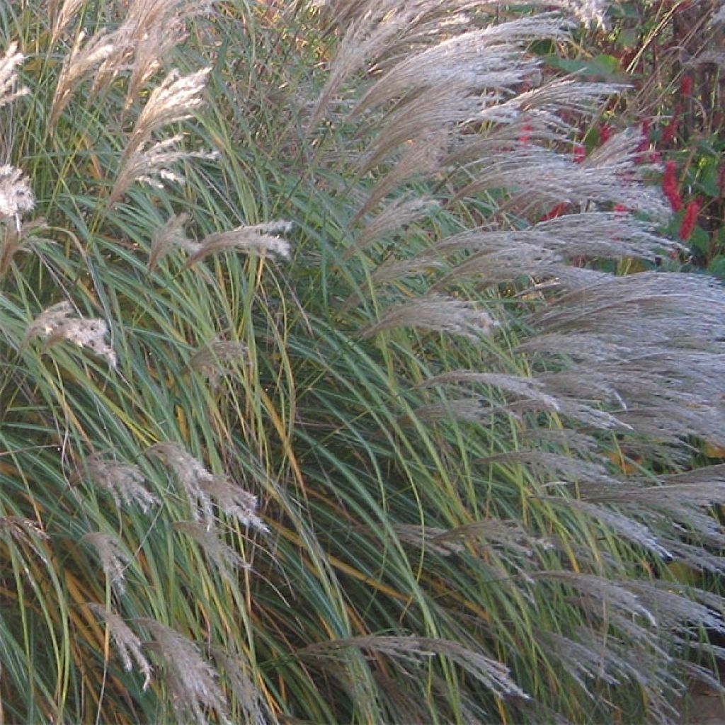 Erva-zebra Adagio - Miscanthus sinensis