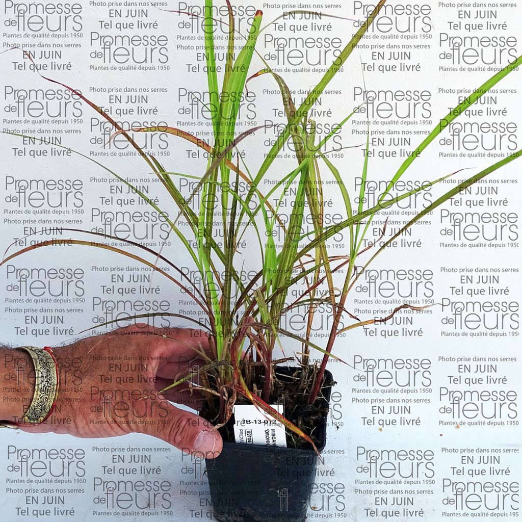 Miscanto sinensis Dronning Ingrid