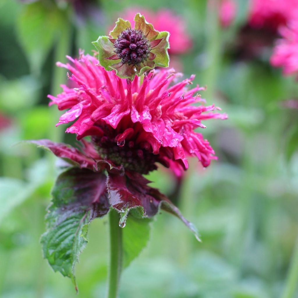Monarda Bee True