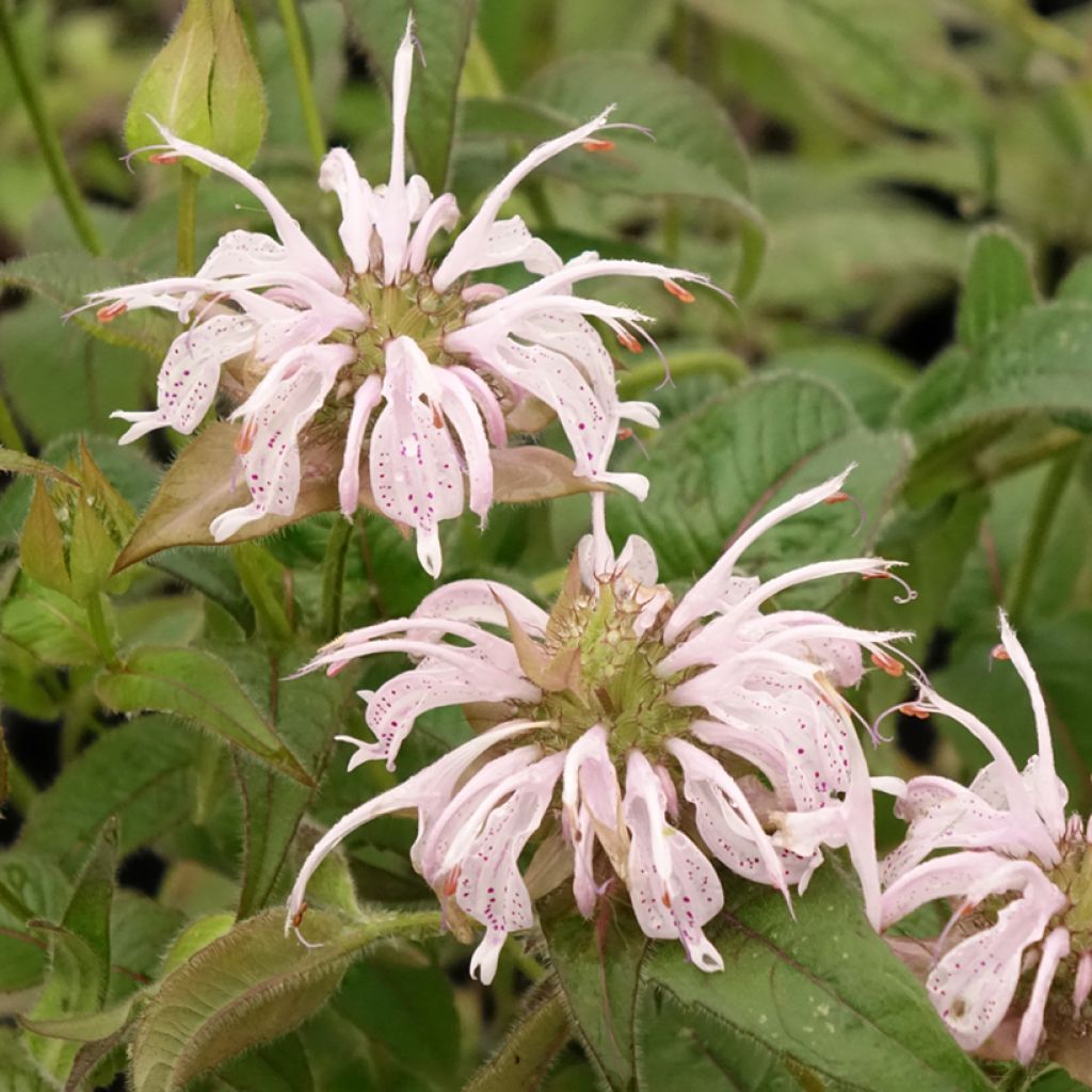 Monarda bradburiana