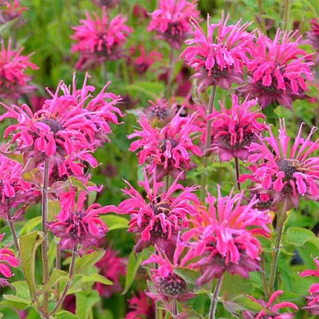Monarda Heidelerche